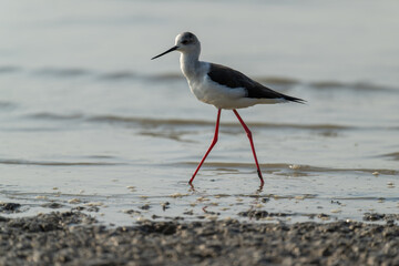 Black-Winged Stilt Gracefully Walking on Shallow, Muddy Shore