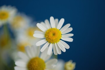 Fototapeta premium A bunch of white daisies with yellow centers on a blue background
