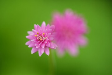 A pink flower with a green background