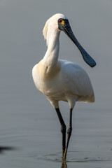 Endangered Black-faced Spoonbill Elegantly Wading in Tranquil Shallows
