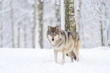 A wolf standing in the snow in the woods
