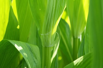 Obraz premium A close up of a green leaf with water droplets on it