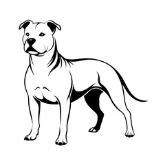 Fototapeta premium Staffordshire bull terrier standing confidently in a simple outline style
