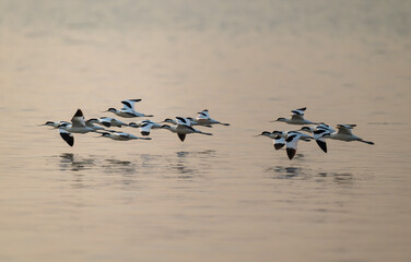Graceful Avocets Gliding in Unison Over Tranquil Waters