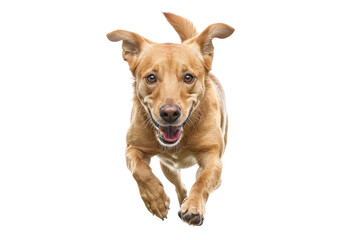 Obraz premium Adorable domestic dog showcasing excitement while running happily