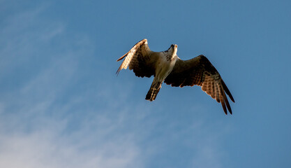 Osprey in flight
