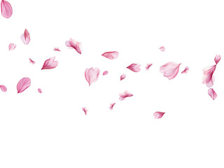 pink tulips on white background