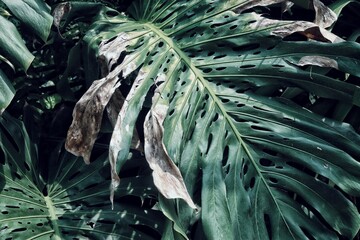 Beautiful of green tropical leaves plant background