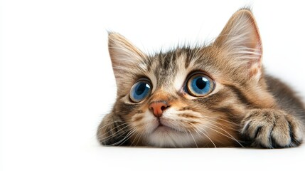 Adorable blueeyed kitten in peaceful repose, acaptivating portrait
