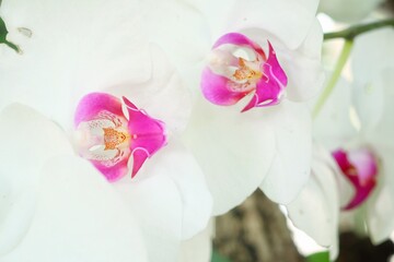 Beautiful of white orchid flowers