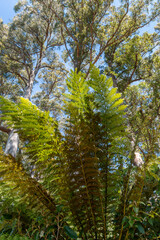 Tree fern and giant tall trees at fern tree mount wellington Tasmania