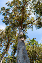 Fototapeta premium giant Eucalyptus tall tree in Tasmania
