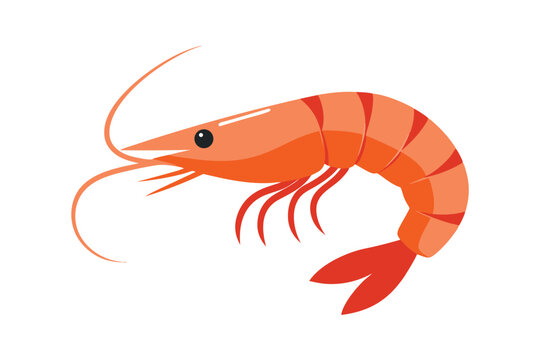 shrimp isolated on white background
