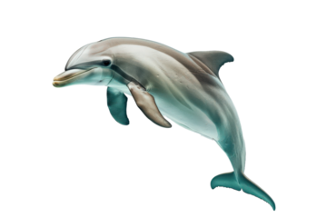 Graceful dolphin leaping out of water in a stunning high jump