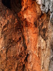 Old tree trunk texture with damaged bark in red-brown shades — wood damage concept in sepia tones. Concept of preserving parks and gardens from pests.