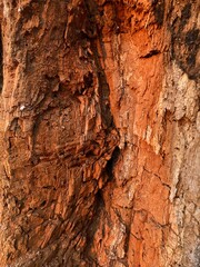 Old tree trunk texture with damaged bark in red-brown shades — wood damage concept in sepia tones. Concept of preserving parks and gardens from pests.