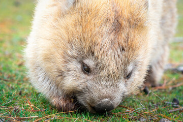 wombat