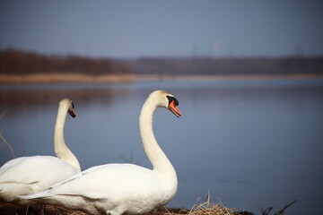 ２羽のオオハクチョウ