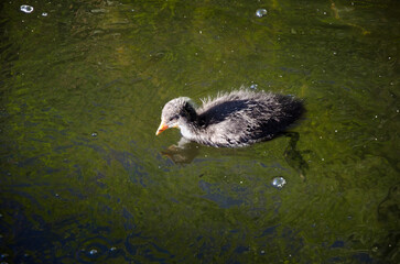 Eurasian Coot Chick Gliding Through the Water