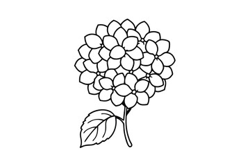 Hydrangea Flower Line Art Drawing Simple, Elegant, Botanical Illustration