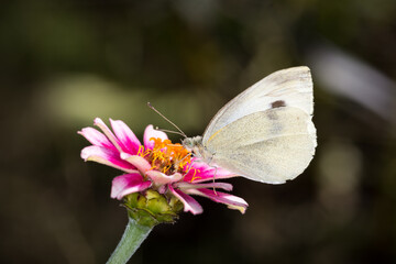 close up of a cabbage white butterfly on a flower