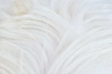 White fur background texture