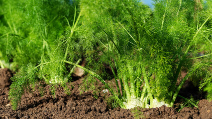 fennel cultivation, fennel plants ready for harvesting
