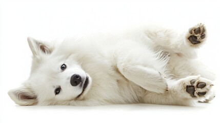 Obraz premium Adorable White Samoyed Dog Relaxing on White Background