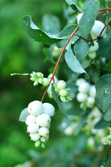 Snowberry clusters on bush, serene mood, in natural habitat for nature photography and peaceful outdoor settings