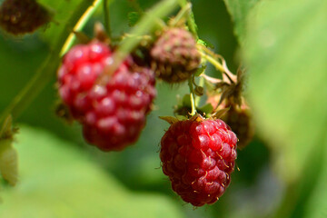 Ripe raspberries on branch, vibrant mood, in sunny garden for food photography and berry picking