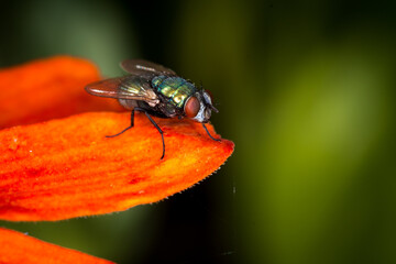Naklejka premium close up of a green blow fly against out of focus background