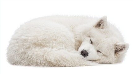 Obraz premium Cute White Dog Sleeping Peacefully on Soft Cozy Surface