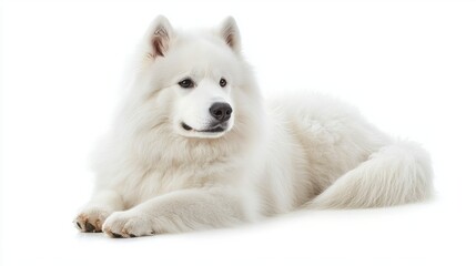 Fototapeta premium Charming White Samoyed Dog Relaxing on a Bright White Background