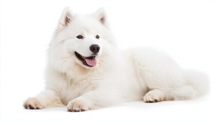 Fototapeta premium Fluffy White Samoyed Dog Relaxing Peacefully on White Background