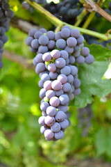 Clusters of ripe grapes on the vine with a fresh mood in a sunny vineyard for wine production and agricultural beauty