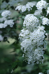 white flowers in the garden
