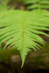Fern leaf in nature with a serene mood on a blurred background for botanical photography and tranquil aesthetics