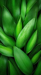 Fototapeta premium Lush green leaves densely packed, with water droplets, creating a vibrant natural texture