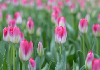 Fototapeta premium ピンクのチューリップ