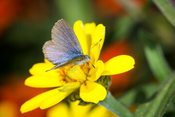 Close up of Common grass blue butterfly