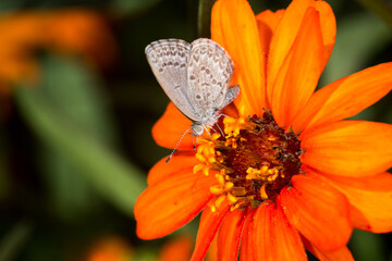 Close up of Common grass blue butterfly