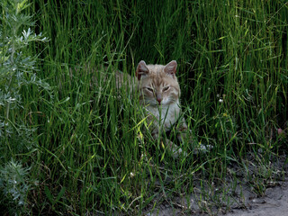 cat in the grass