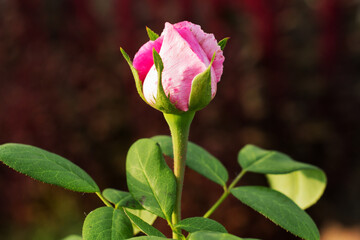 Side close-up of a pink rosebud with green leaves set against a dark backdrop for floral elegance and nature themes