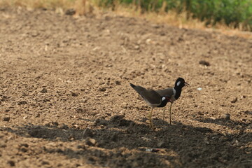 Fototapeta premium Two birds will run around on the ground at noon and make noise, which is the nature of this bird that likes the hot sun.