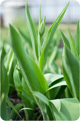 Close-up of green leaves with a tulip bud emerging in a natural setting for spring gardening and plant growth concepts