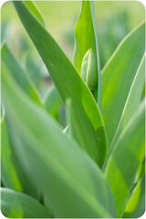 Close-up of green leaves with a tulip bud emerging in a natural setting for spring gardening and plant growth concepts