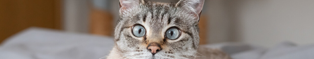 寝そべって見つめる可愛い猫　シャムトラ猫