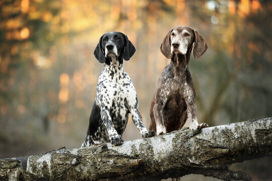 two german shorthaired pointer dogs posing on a fallen tree in the forest