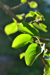 Obraz premium Close-up of green apple tree leaves illuminated by sunlight for nature and gardening themes