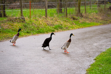 Three Indian Runner ducks crossing wet rural road at cooperative farm at Swiss City of Zürich on a rainy spring day. Photo taken March 29th, 2025, Zurich Schwamendingen, Switzerland.